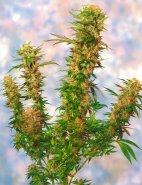 /uploads/0e/ba/0eba18219bb2158acf8ea6abacd0af05/Mangolian_Indica-small.jpg
