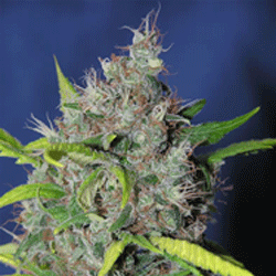 /uploads/31/b9/31b90a837d6a9bd526c052b946569278/bubbleberry.gif
