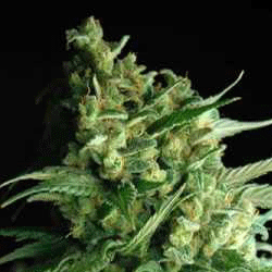 /uploads/75/04/7504f003a3e6ad1ff3eb1512900df0bb/bubblegum.gif