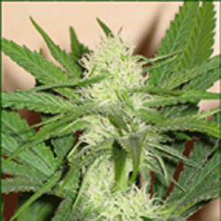 /uploads/7a/6c/7a6c4eb87d74b5b1416e5f7bcc39a5c2/silver-haze.gif