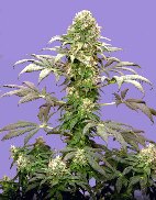 /uploads/c4/18/c418b9b50a8e79ecd38ac9765e0fea63/Matanuska_Tundra-small.jpg