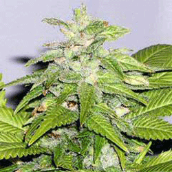/uploads/eb/b8/ebb8473c4abfac2bb67a61379e92061a/early-bird-skunk.gif